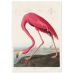 American Flamingo poster