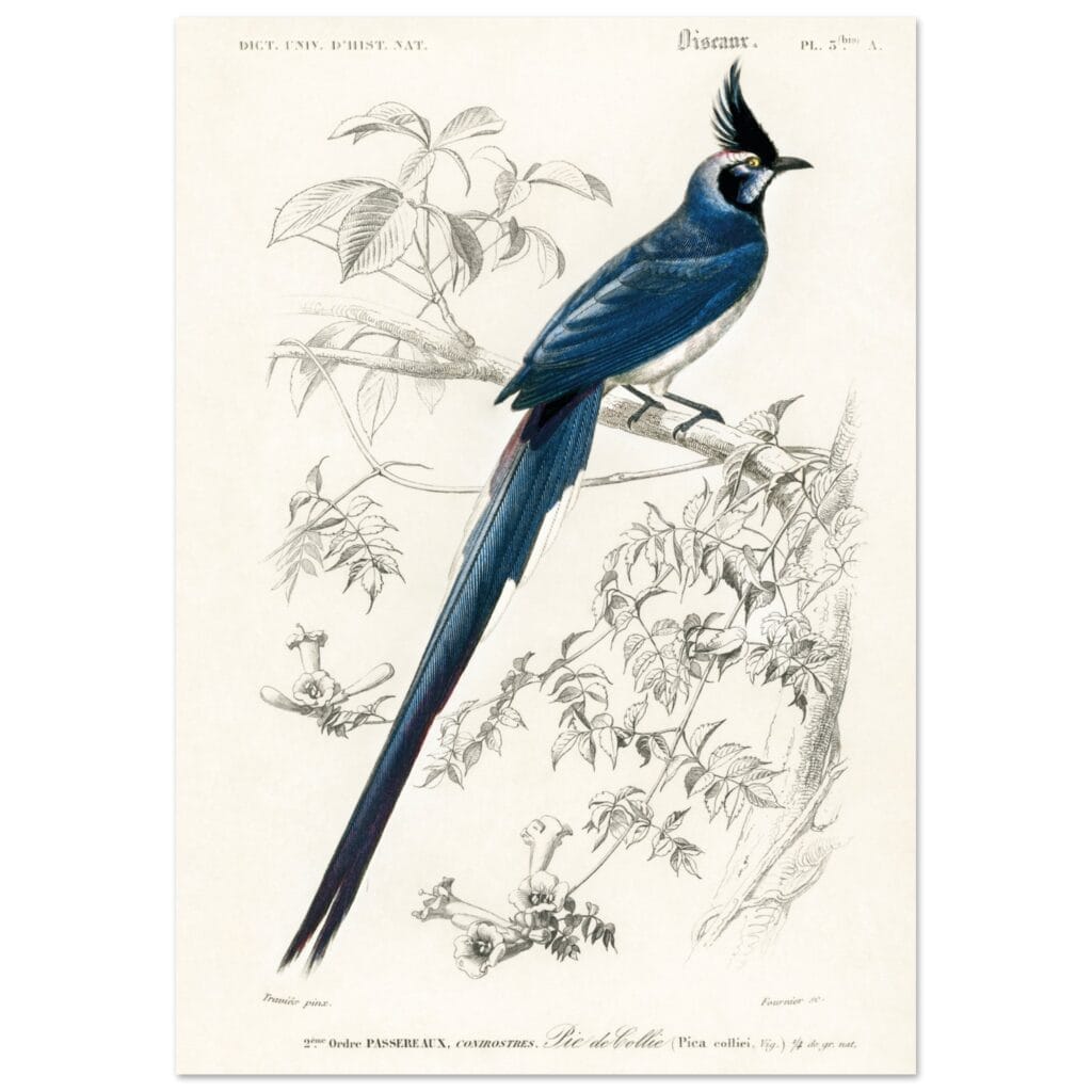 Charles Dessalines d'orbigny - Black-throated magpie-jay (Pica colliei) poster