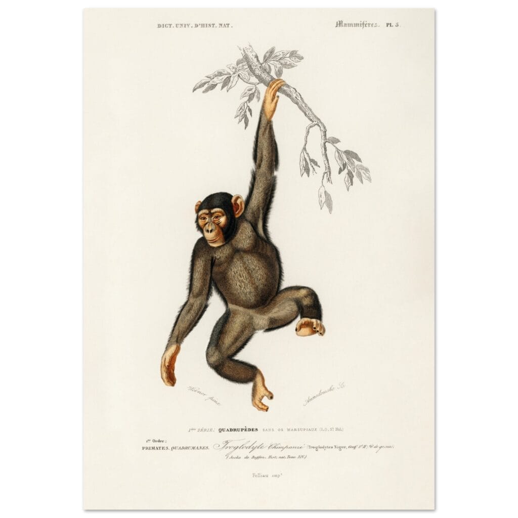 Charles Dessalines d'orbigny - Chimpangze (Troglodyte Chimpanze) poster