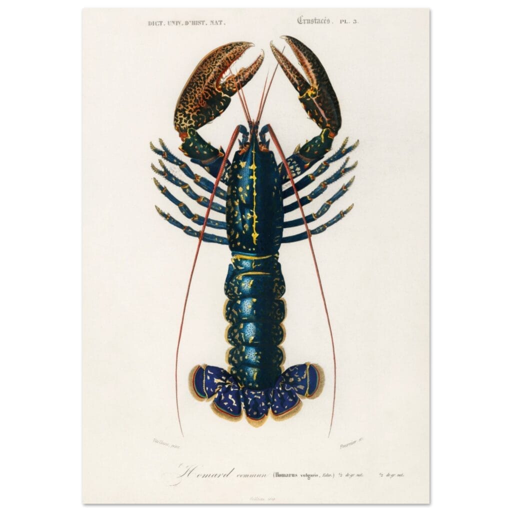 Charles Dessalines d'orbigny - Crimson Crawfish (Palemon Ornatum) poster