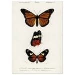 Charles Dessalines d'orbigny - Butterfly poster