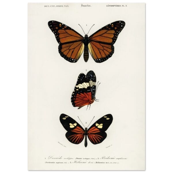 Charles Dessalines d'orbigny - Butterfly poster