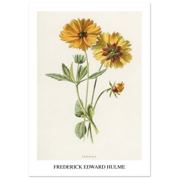 Frederick Edward Hulme - Coreopsis poster